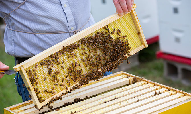 Bee Removal Services in Katy