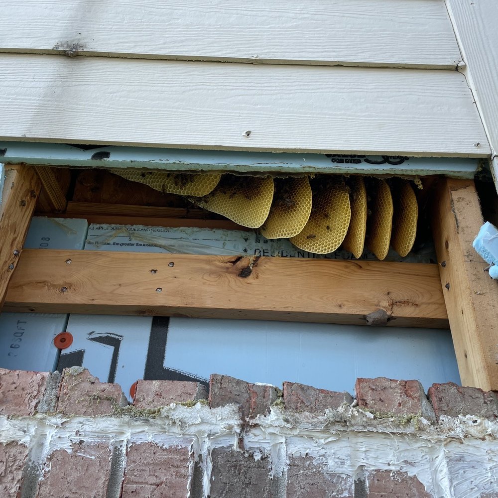 Dangerous Swarm in Southwest Houston