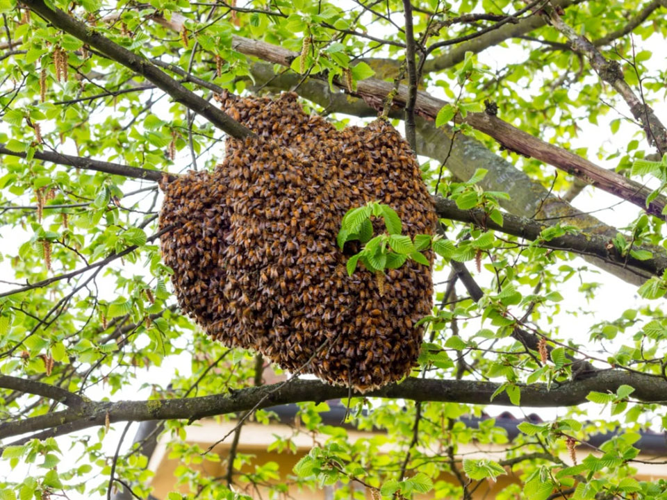 Bee Removal in Houston, TX