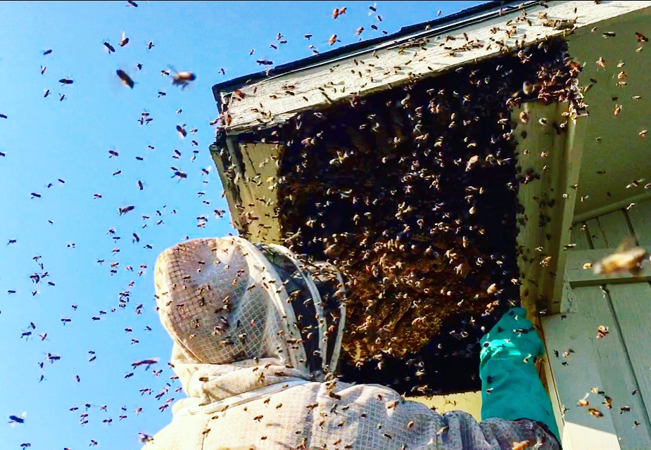 Bee Hive Removal Houston