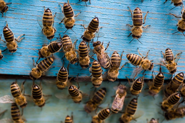 Bee Hive Removal Houston