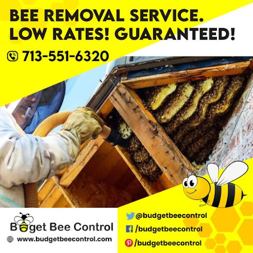Do You Have a Bee Infestation on your Property?