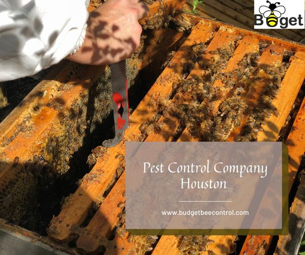 Choosing the Right Bee Removal & Beekeeping Service in Houston