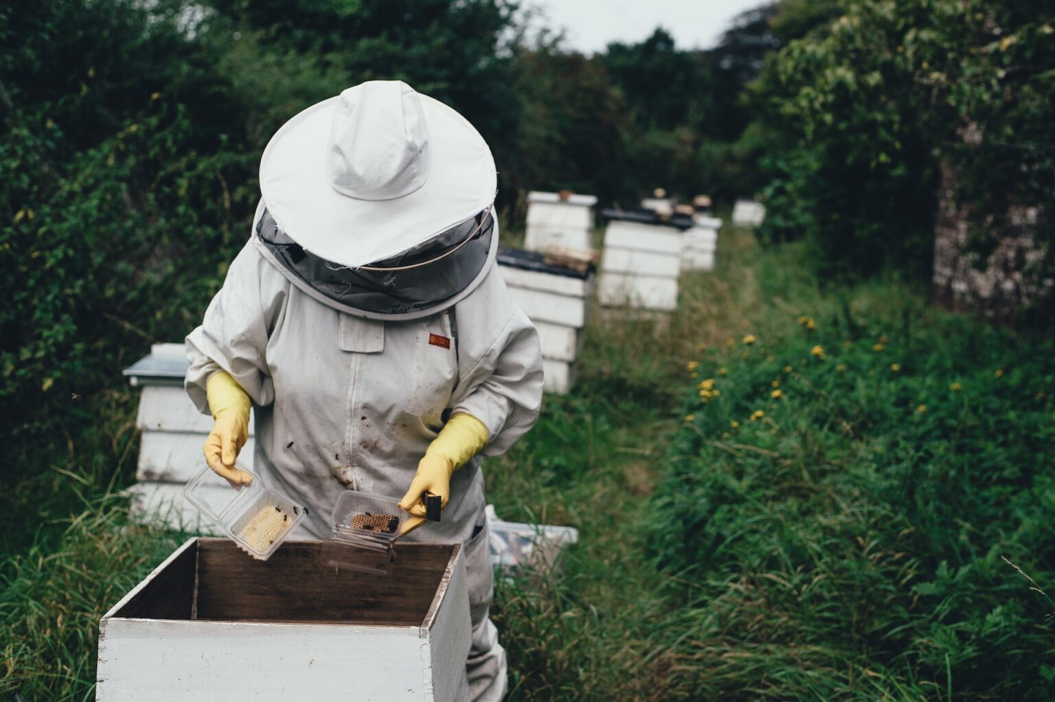 Professional Beekeeping Service