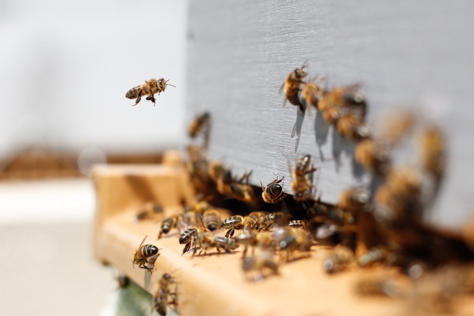 Bee Removal Services in Katy