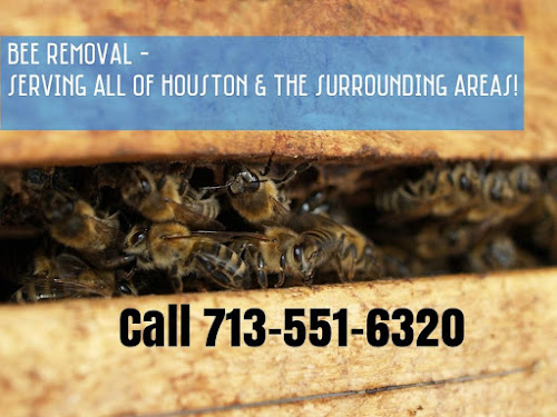 Who’s a Professional Bee Removal Company Houston?