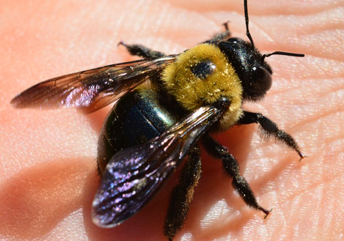 wasp Removal Services in Houston
