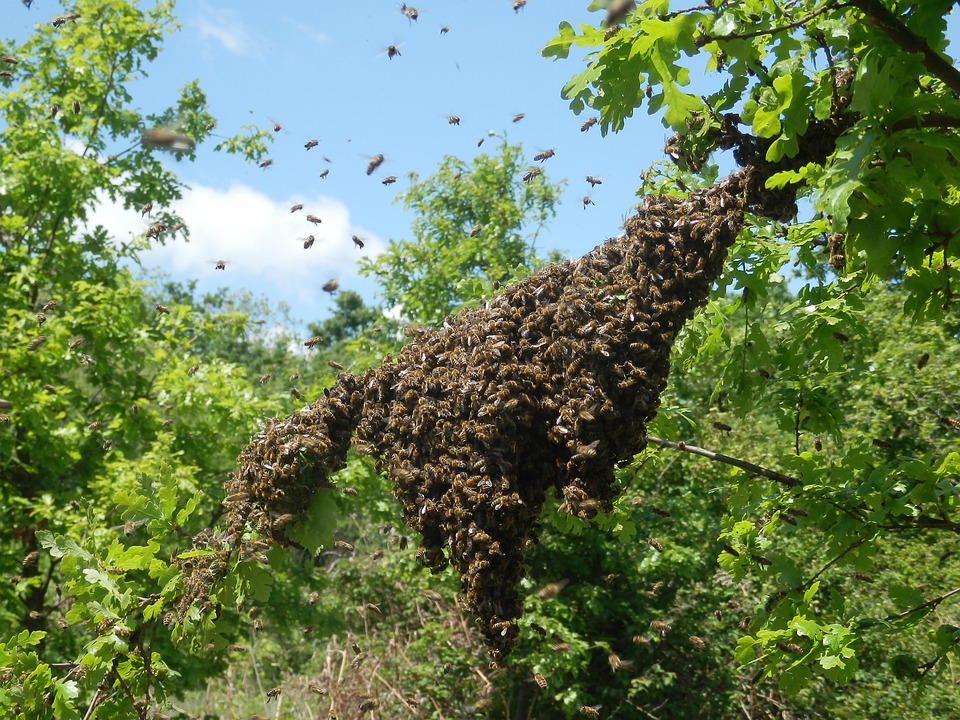 Pest Control for bees in Houston