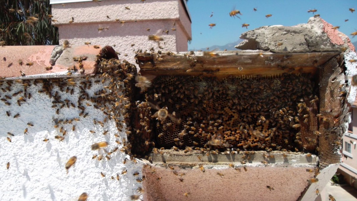 Bee Removal service in Houston