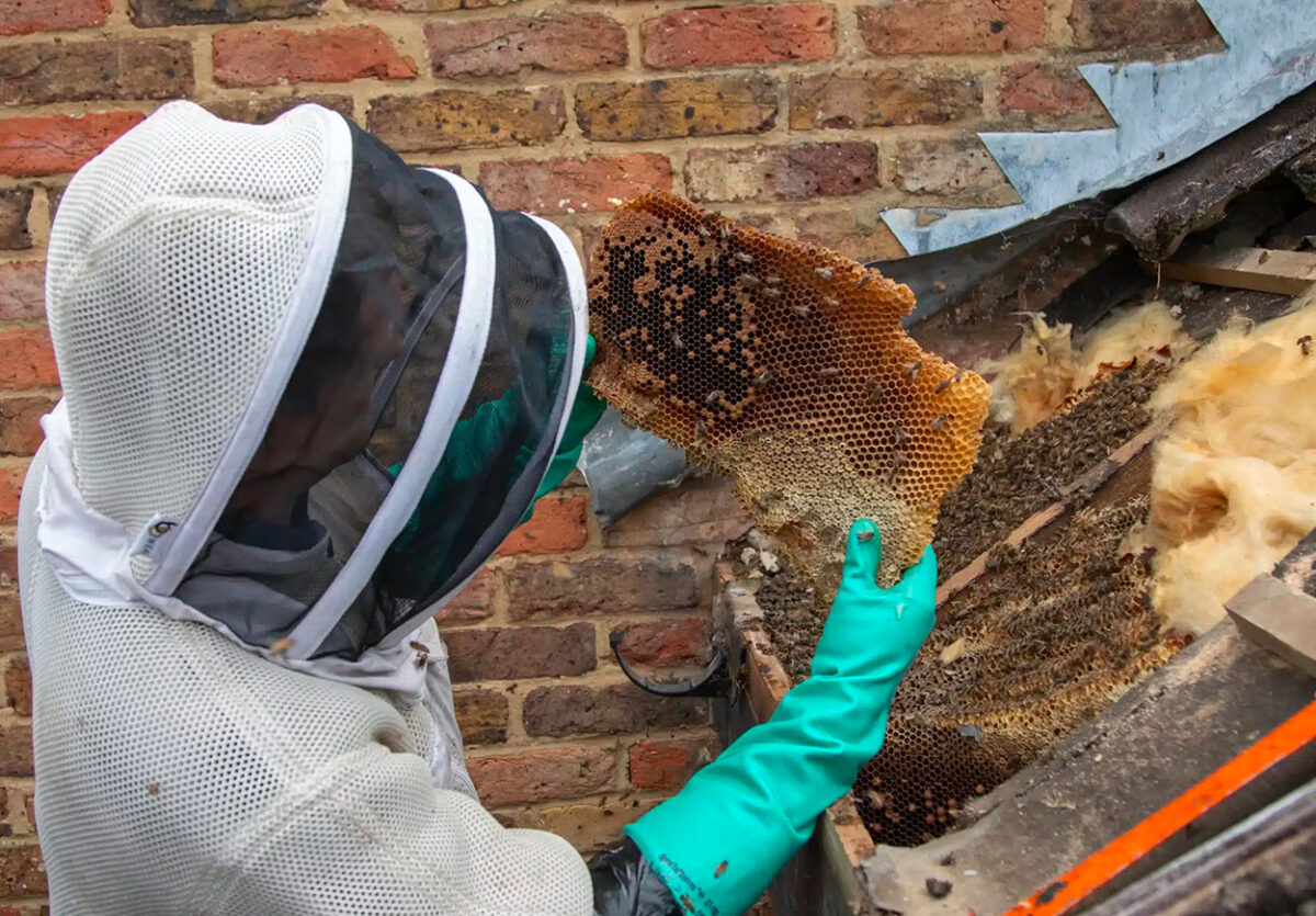 Protect Your Property and the Environment with Professional Bee Removal service in Houston