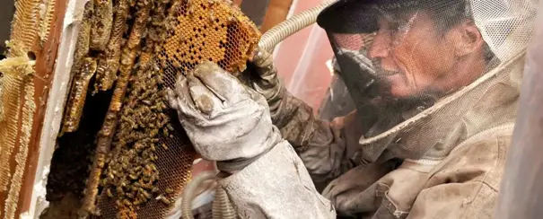 7 Signs You Need a Honey Bee Removal Service Today