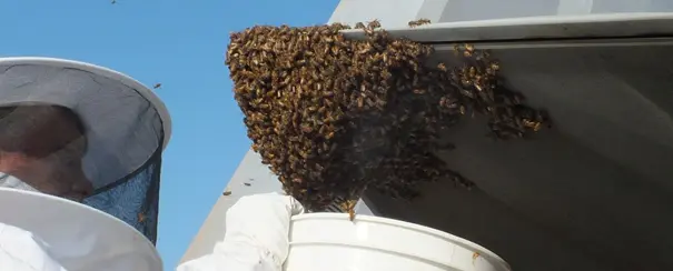 How Do You Know It’s Time to Call Bee Removal Pros?