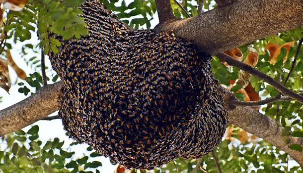 Image gallery marquee