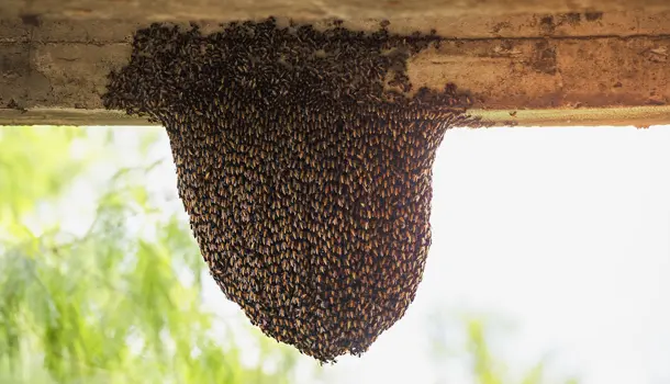 Image gallery marquee