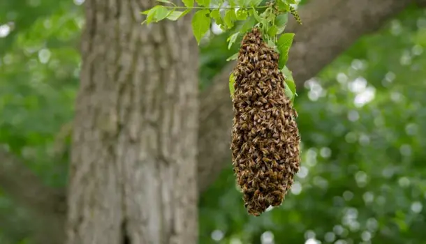Image gallery marquee