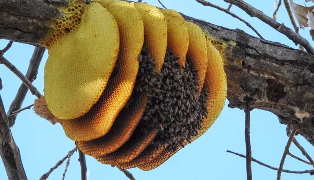 Image gallery marquee