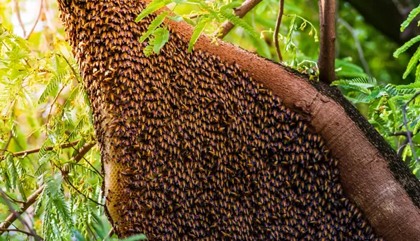 Image gallery marquee