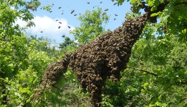 Image gallery marquee