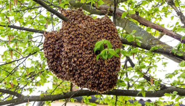 Image gallery marquee